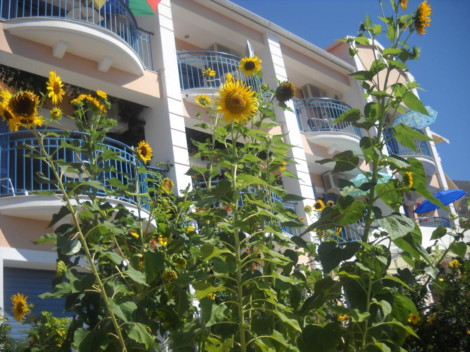 Olive Bay Hotel Agia Efimia Exteriér fotografie