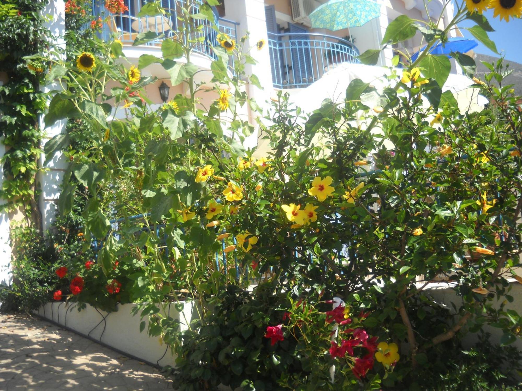 Olive Bay Hotel Agia Efimia Exteriér fotografie